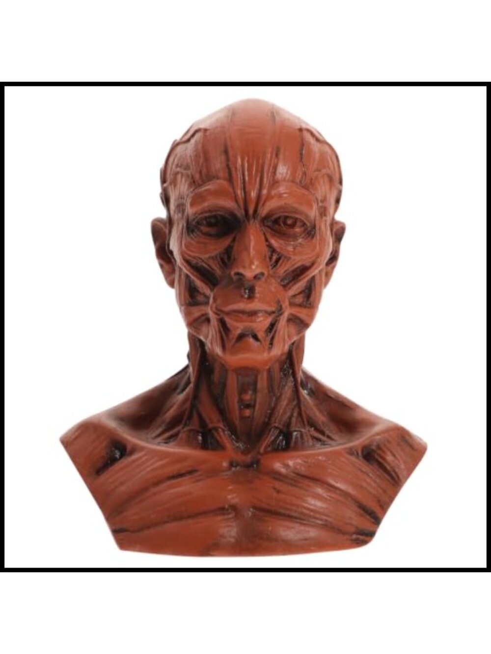 Mini Resin Human Skull Model 3D Anatomical Figure Drawing Reference Decor